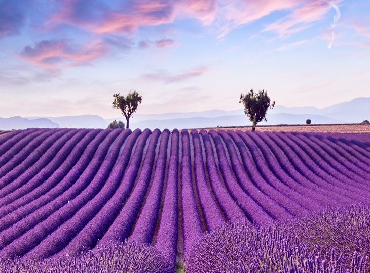 Cánh đồng hoa oải hương trải dài của Provence